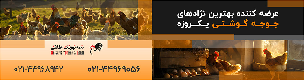چالشهای پرورش جوجههای تازه هچ شده و راهکارهای موفقیتآمیز عرضه کننده جوجه یکروزه در تهران