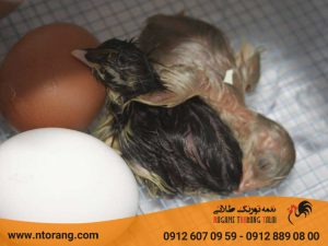 چالش های پرورش جوجه یکروزه