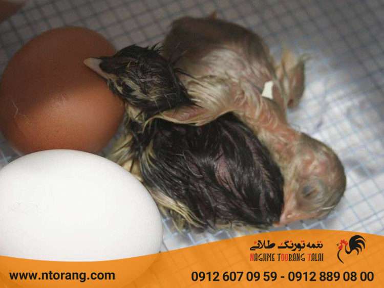 چالشهای پرورش جوجههای تازه هچ شده و راهکارهای موفقیتآمیز چالش های پرورش جوجه یکروزه
