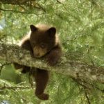 ببینید | تصاویر بامزه از بالا رفتن توله خرس قهوه‌ای از درخت در جنگل‌های سیاهکل