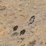 ویدیو / مشاهدۀ خرس مادر و توله‌هایش در مراغۀ آذربایجان‌شرقی