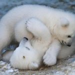 ببینید | شنای یک خرس سفید با توله‌هایش در یاکوتیای روسیه