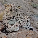 ببینید / ثبت تصویر بزرگ‌ترین پلنگ دنیا در ارتفاعات سالوک خراسان شمالی