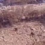 ویدیو / خرس مادر و توله‌ها در سرفیروزآباد کرمانشاه