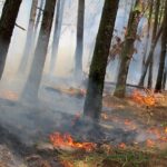 ببینید / گریه‌های جنگلبانان هنگام سوختن درختان چندهزارساله در جنگل‌های هیرکانی