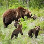 مشاهده ۲ خرس قهوه‌ای در منطقه حفاظت‌شده پرور