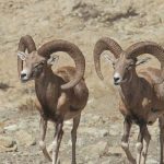 ثبت اثر قوچ و میش؛ گامی برای حفاظت هدفمند از تنوع زیستی چاشلوبار