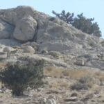 تصویری از ۵ فرد گرگ در پارک ملی صیدوا