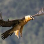 عکس | تصویری جالب از حضور همای سعادت در تهران!