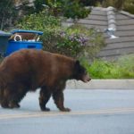 ببینید | استقرار نیروهای ارتش ژاپن برای جنگ با خرس‌ها