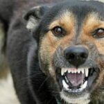 ببینید | تصاویر تکان‌دهنده از نبرد یک سگ با آتش در جنگل قره‌داغ