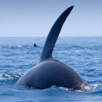 ببینید | نجات از برخورد تصادفی با نهنگ هنگام غواصی