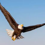 ببینید | ورود غیرمنتظره عقاب به داخل کابین قطار