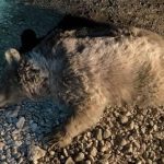 ببینید | تصادف یک قلاده خرس قهوه‌ای در کرمانشاه