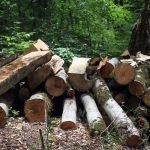 ببینید | لحظه دستگیری فرد متخلف قطع درختان جنگلی، توسط جنگلبانان مازندران آمل