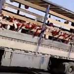 ببینید | جابجایی دانش‌آموزان یک مدرسه در جهرم با کامیون