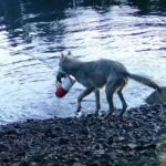 ببینید | استفاده باورنکردنی یک گرگ وحشی از ابزار انسانی برای شکار!