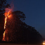 ببینید | تصاویر اختصاصی خبرآنلاین از آتش‌سوزی یک درخت در اتوبان نیایش