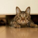 ببینید | وقتی یک گربه آنتن زنده صداوسیما را به هم ریخت!