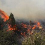 ویدیو / آتش‌سوزی جنگل‌های هیرکانی در شرق گلستان؛ وزش باد مهار آتش را سخت و کُند کرده