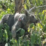 ببینید/ مشاهده یک خرس قهوه‌ای به همراه دو توله‌اش در منطقه حفاظت شده دنا