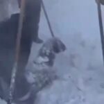 ویدیو / برف یک متری در شهرستان رابر کرمان و گرفتار شدن گوسفندان