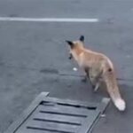 ببینید / شکار موش توسط روباه در میدان هفت تیر تهران