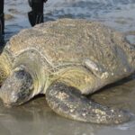 ببینید / نجات لاک‌پشت غول‌پیکر در سواحل بوشهر