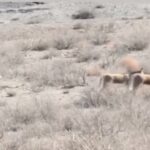 طبیعت بی‌نظیر پارک ملی توران شاهرود