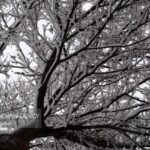 تصاویری از بارش برف در شهرستان طرقبه