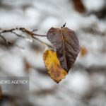 بارش شدید برف در شهرستان تربت جام