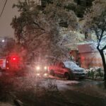 تصاویری از حادثه سقوط درخت در مشهد