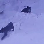 تصویربرداری نادر از دو قلاده سیاه‌گوش «لینکس» در طبیعت مهدیشهر