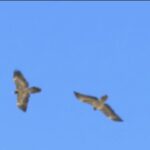 رصد ۲ همای نابالغ در آسمان پارک ملی صیدوا و منطقه حفاظت‌شده پرور