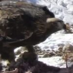 شکار بره وحشی توسط عقاب طلایی؛نماد پویایی طبیعت در پارک صیدوا