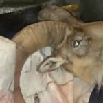 دستگیری شکارچیان غیرمجاز در منطقه شاهوار شاهرود