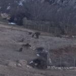 گله گرازهای وحشی در پناهگاه حفاظت‌شده پرور