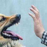 ببینید | وحشت مقابل مدرسه؛ حمله سگ ولگرد به مادر بی‌دفاع