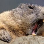 ببینید | قدم‌زدن سگ آبی در خیابان‌های وروتسواف