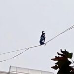 ببینید | حرکت خطرناک دختر جوان در تهران روی سیم‌های بین ساختمان