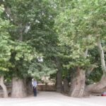 ببینید | کنده شدن یک درخت تاریخی ۵۵۶ ساله از ریشه در استانبول ترکیه‌