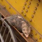 در توئیتر چه خبر؟ | فیلم نبرد موش‌ها در متروی نیویورک بر سر یک نان