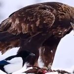 ببینید | ویدیویی از عقاب طلایی ارتفاعات برفی البرز