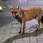 ببینید | تصاویری از شکار موش توسط یک روباه در میدان هفت تیر تهران!