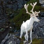 ببینید | نجات یافتن سه گوزن سفید نادر در چین