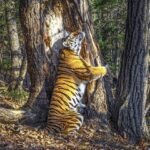 ببینید | بالا رفتن شگفت‌انگیز ببر بنگال از درخت در جنگل