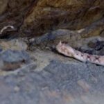 ببینید | عملیات شکار یک مارمولک توسط افعی شاخدار