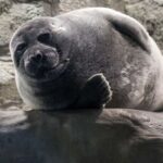 ببینید | آوازخوانی فک دریایی به نام ژوپیتر در آکواریوم ولادی‌وستوک روسیه