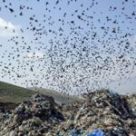 ببینید | پشت پرده بوی نامطبوع جنوب تهران چیست؟