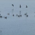 ببینید | بازگشت حیات به تالاب نهبندان پس از حدود ۱۸ ماه خشکی!